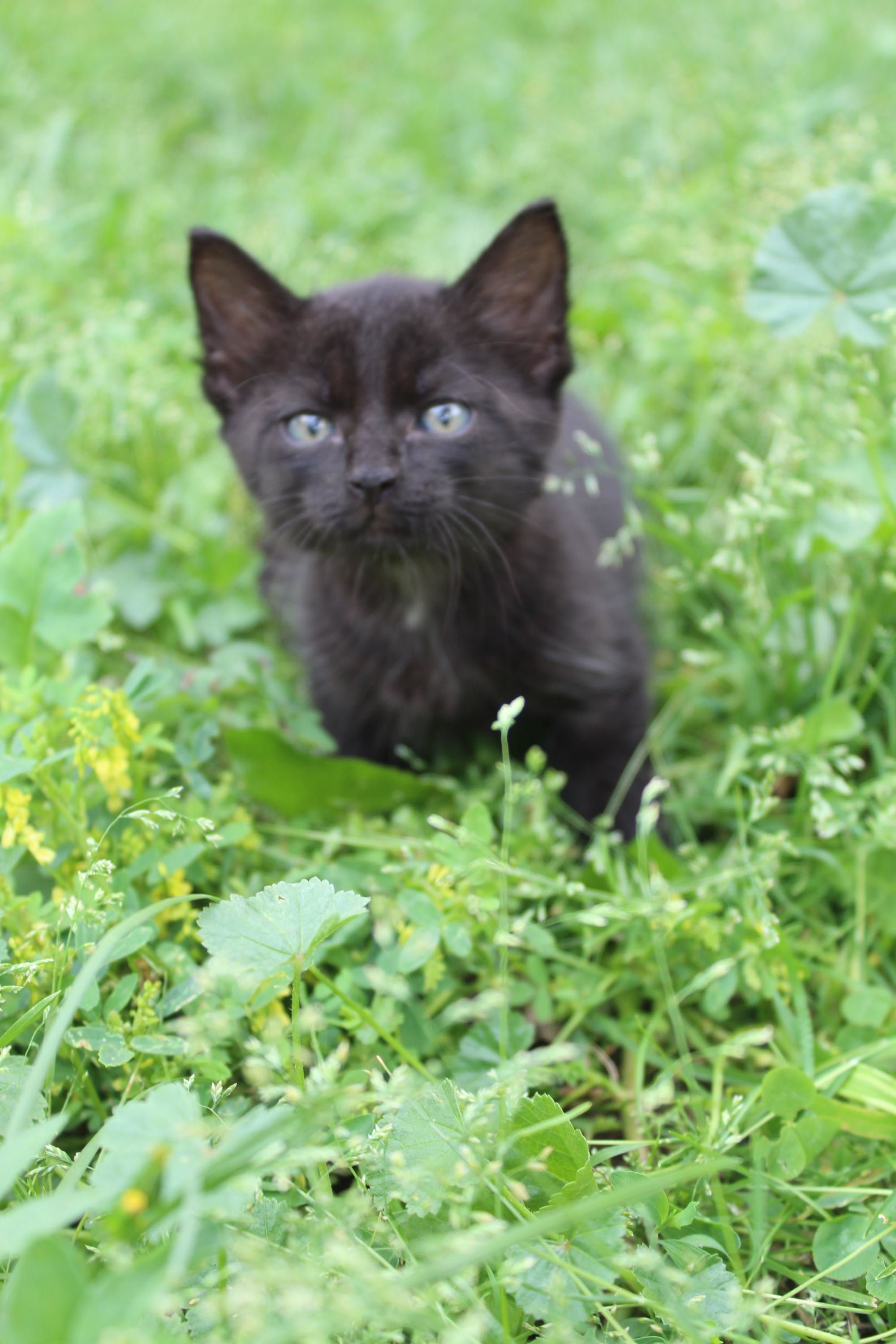 Котята мальчик котенок 2 месяца в добрые руки БЕСПЛАТНО