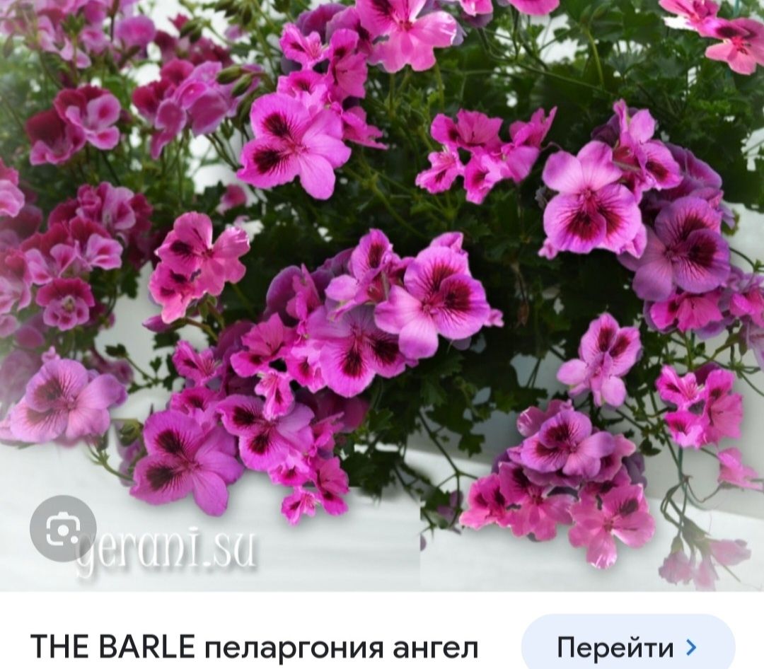 Гортензии  жасмин  пузыреплодник  аконит  гравилат  спиреи  айва  япон
