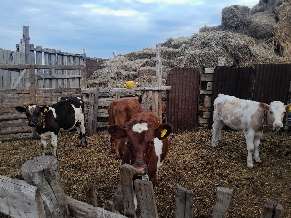 Продам телят. Ұрғашы бұзаулар сатылады