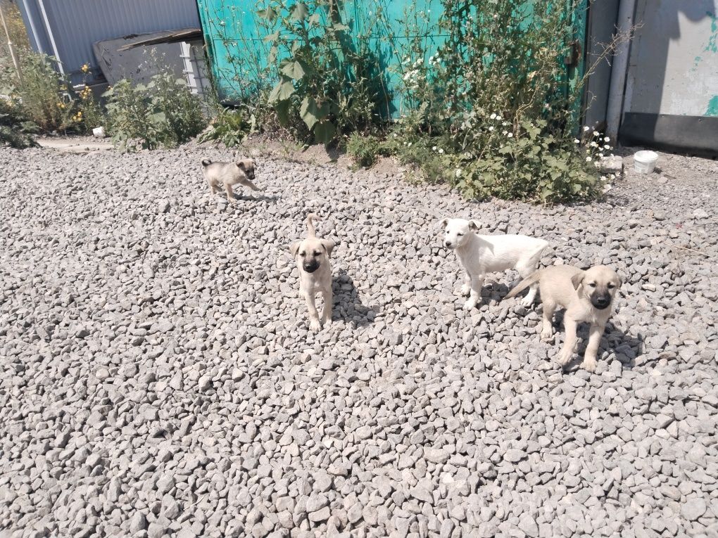 Щенки в очень добрые руки
