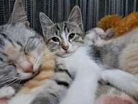 котенок в хорошие руки