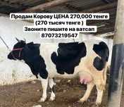 Продам корову породы белоголовой