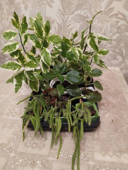Комнатные цветы разные