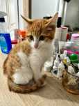 Отдам в добрые руки котенка мальчик