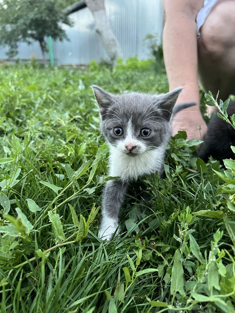 Отдадим котят в добрые руки