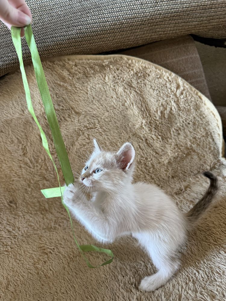 Отдаем котят бесплатно