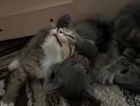 Котята породистые! Астана