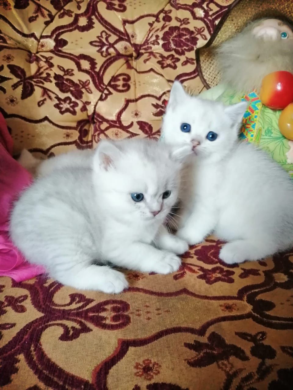 Продам котят шатланских прямоухие