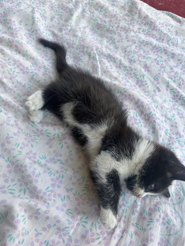 Отдадим котенка в хорошие руки