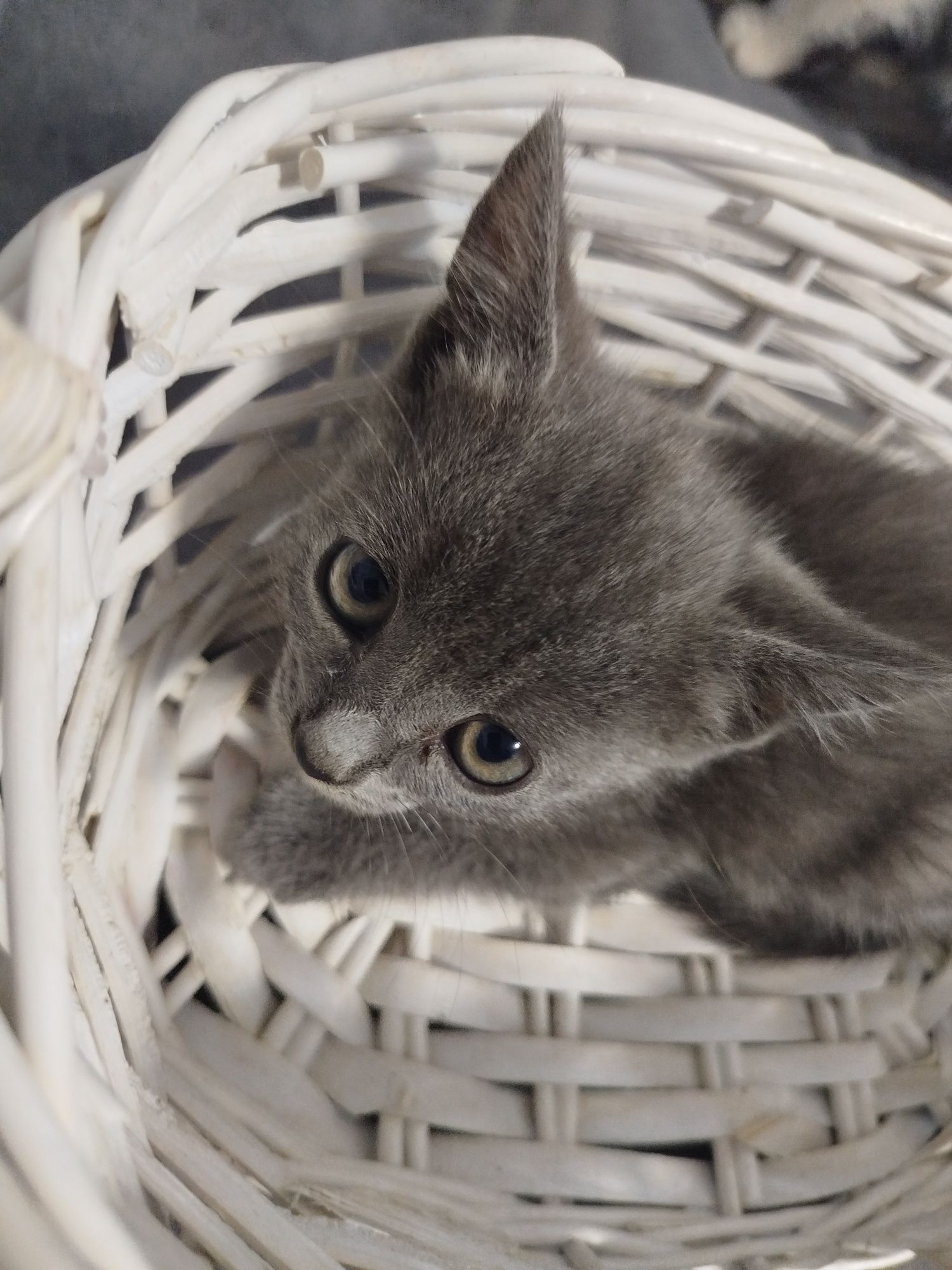 Котята шотландские