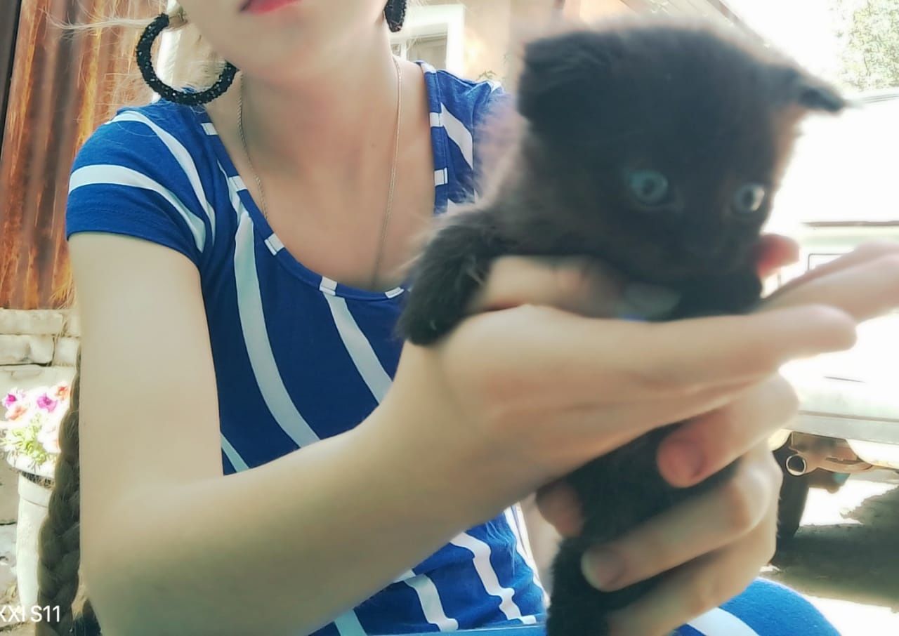 Продам котят от вислоухой кошки.