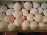 Продам яйца домашние вкусные 800 тенге десяток