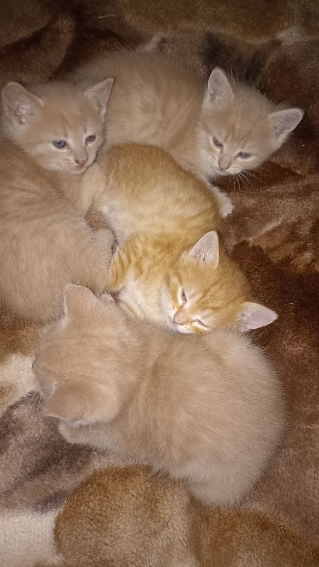Подарю котят бесплатно