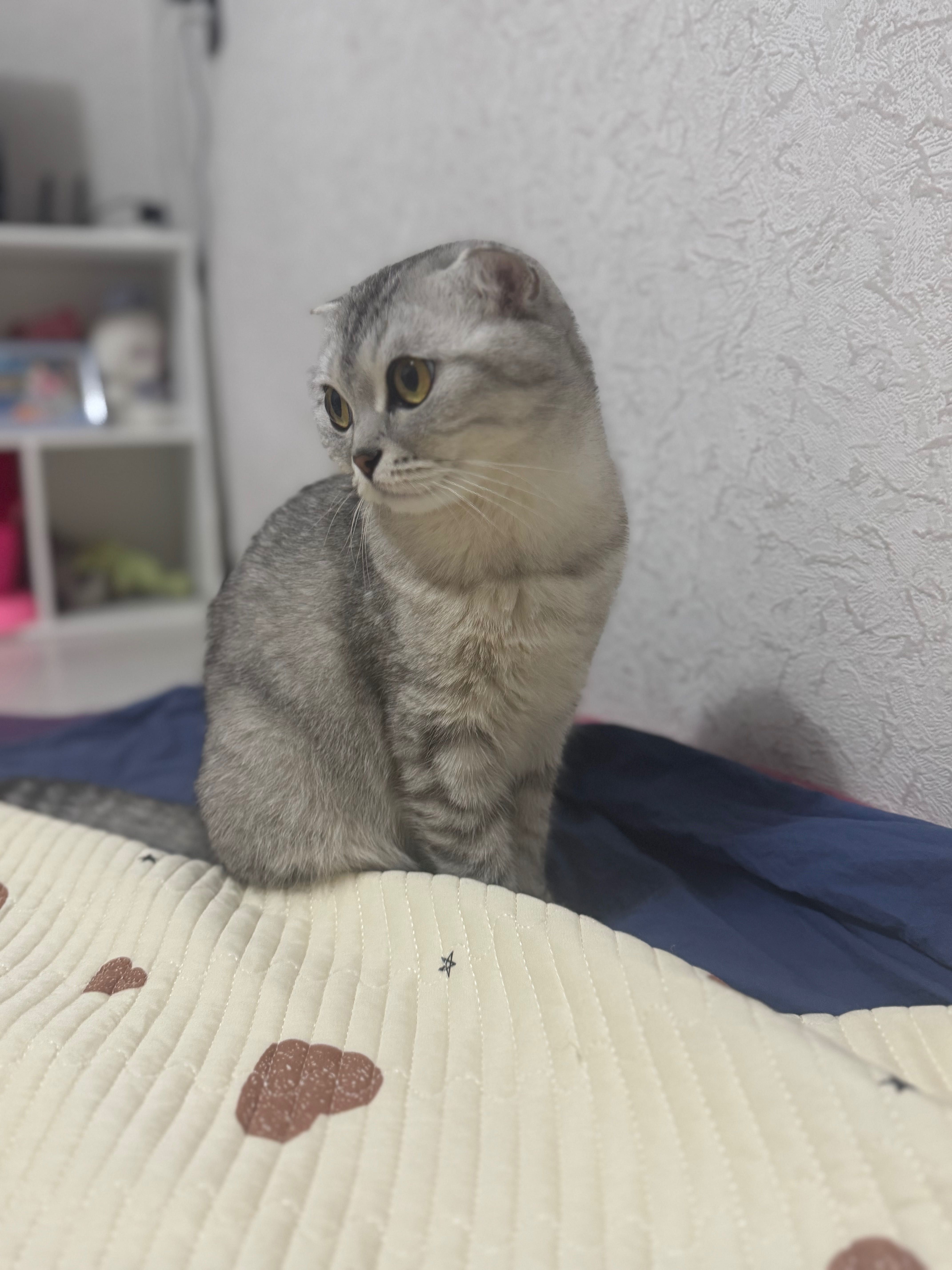 Кошка шотландская
