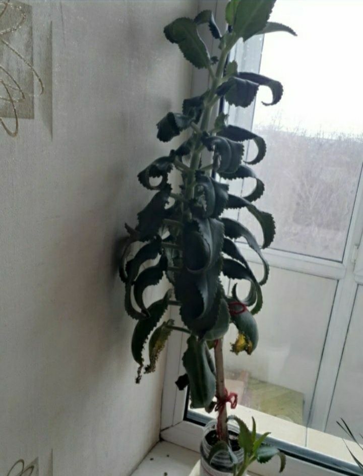 Каланхоэ лечебное продам