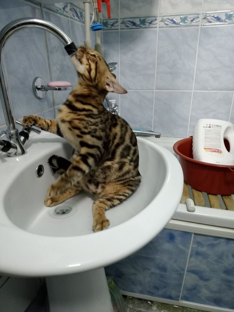 Кот Бенгал мальчик