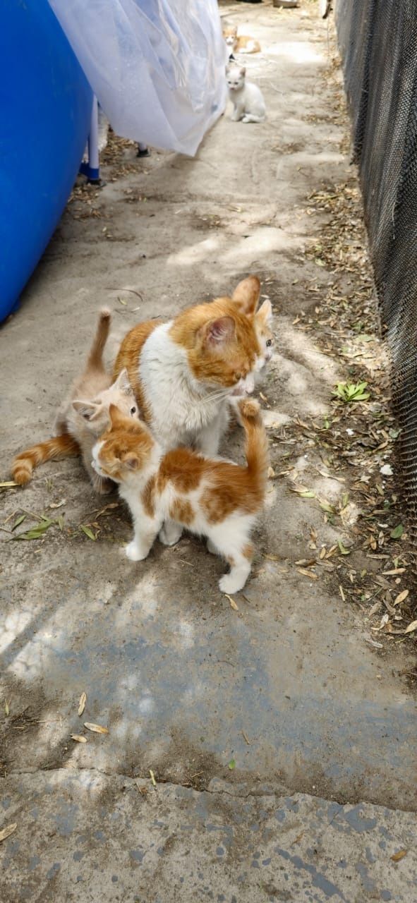 Котята  рыжие милые
