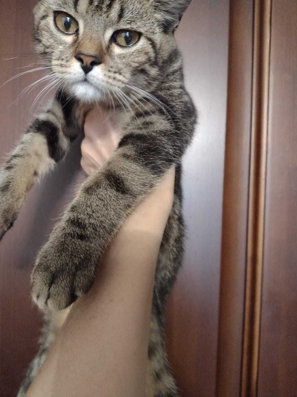 Отдам котят в добрые руки.