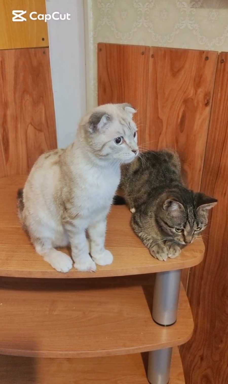 Котики-подростки ищут дом