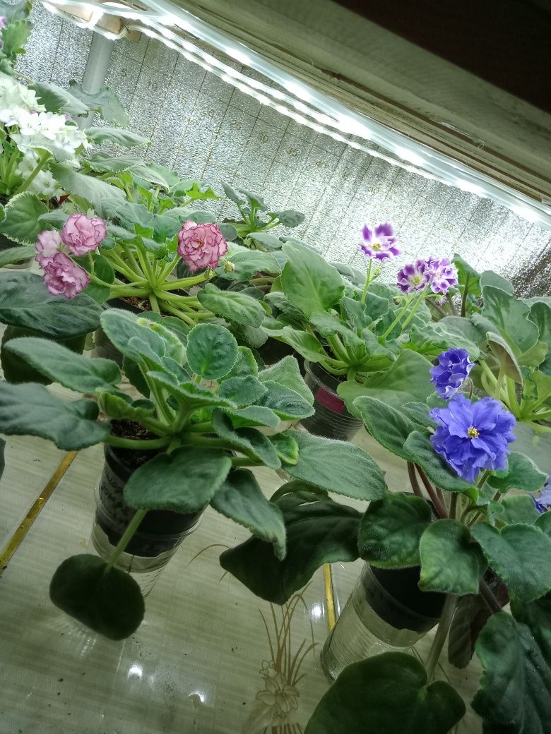 Продам фиалки сортовые
