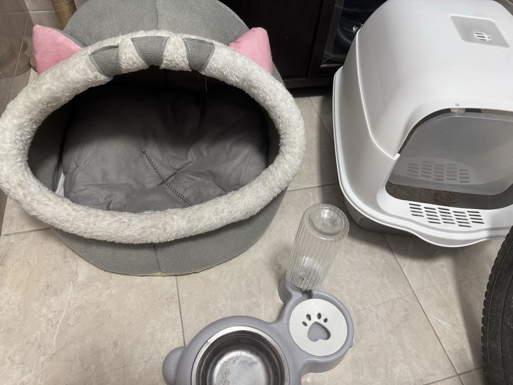 Котенок девочка ищет дом