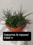 Драцена. Хавортия. Фуксия. Китайская роза.