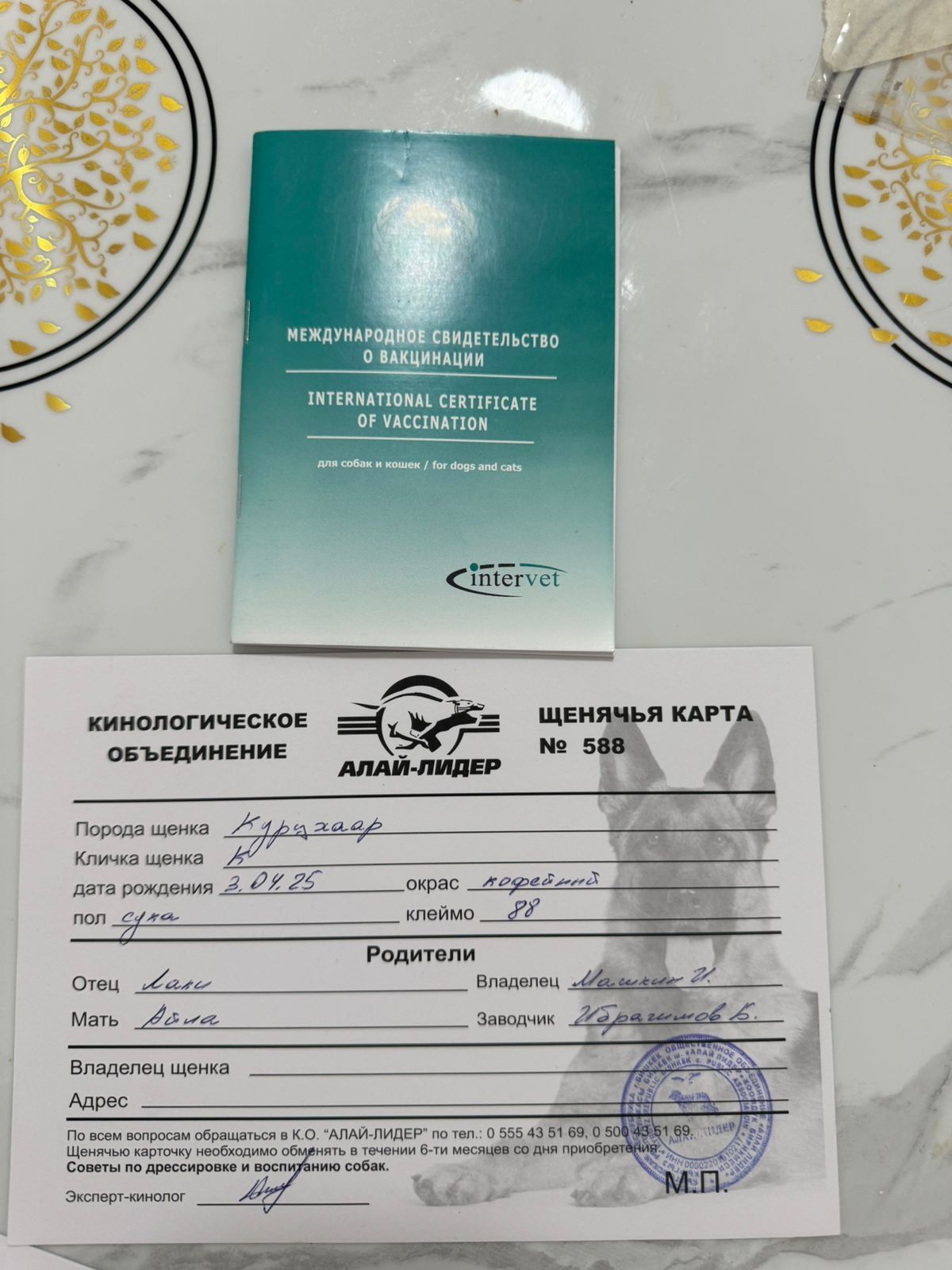 Продам двух щенков курцхаар