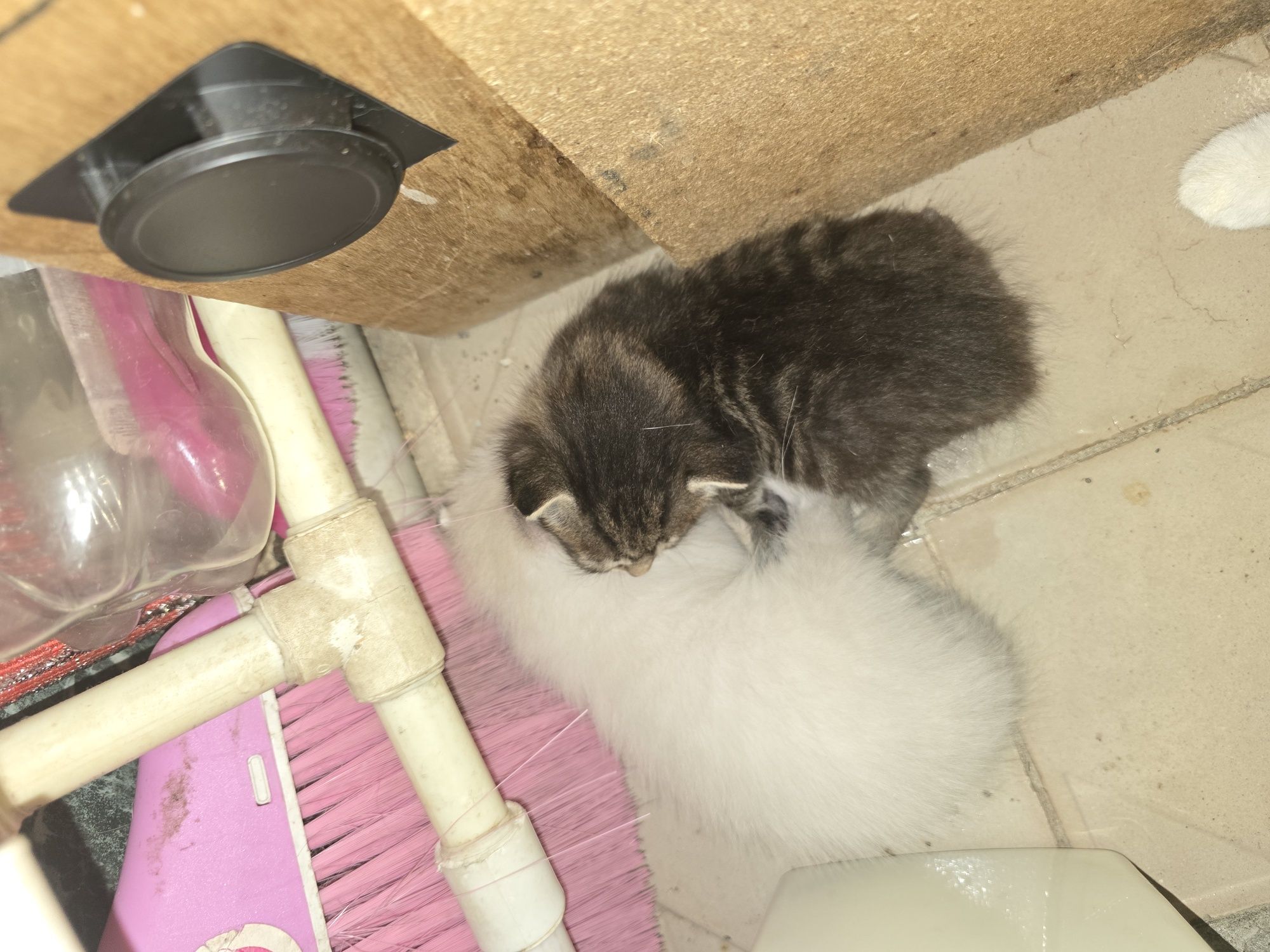 Отдам котика в заботливые руки