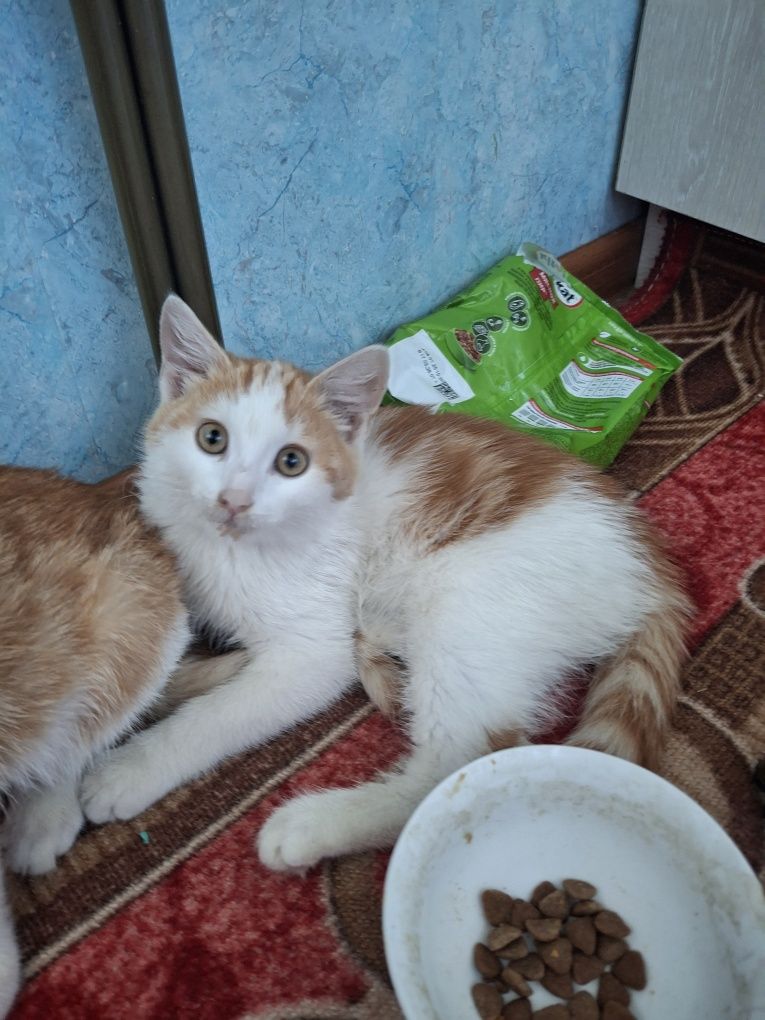 Ласковые, милые котята ищут добрых хозяев