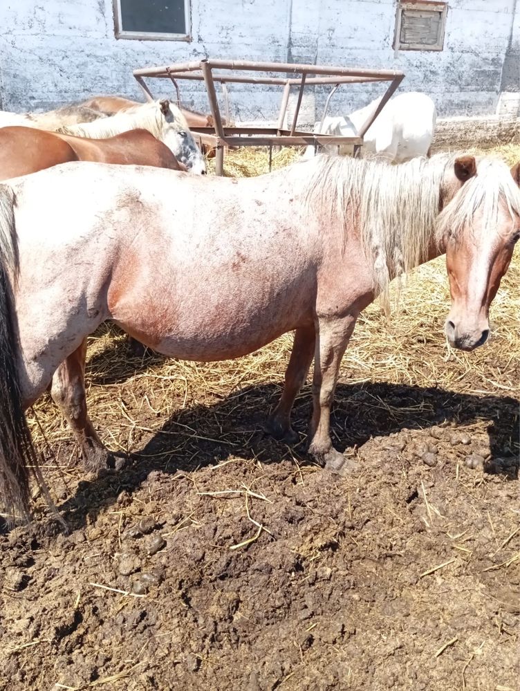 Продам кобыл