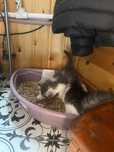 Котята  в добрые руки