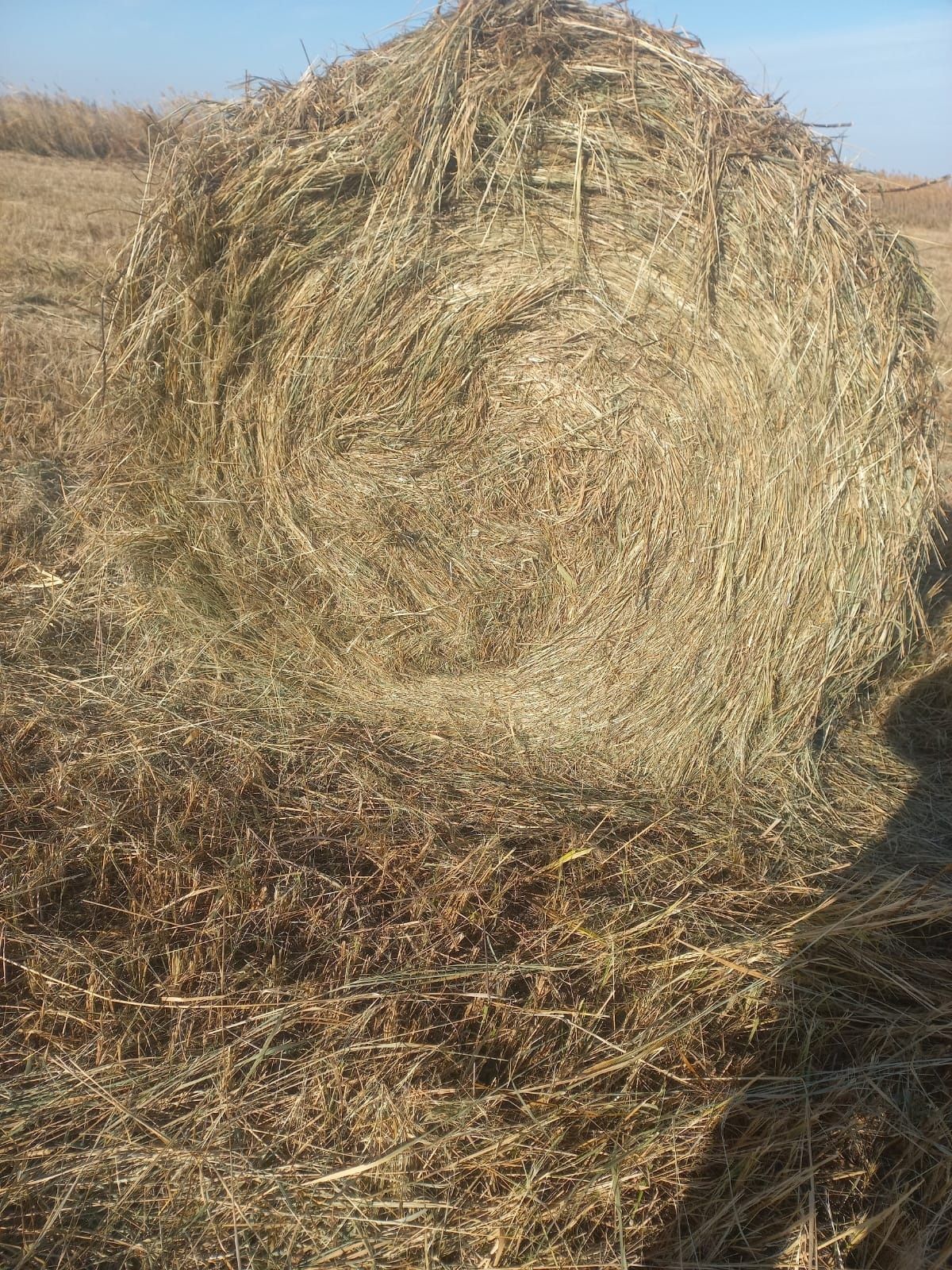 Продам сено в рулонах