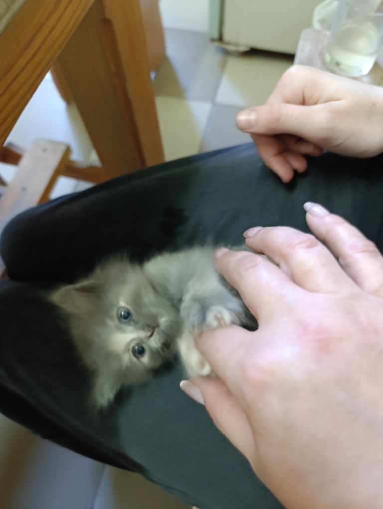 Отдам котенка в добрые руки!!!и поучаствую в стерилизации.
