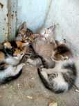 Кошки 1 месячные