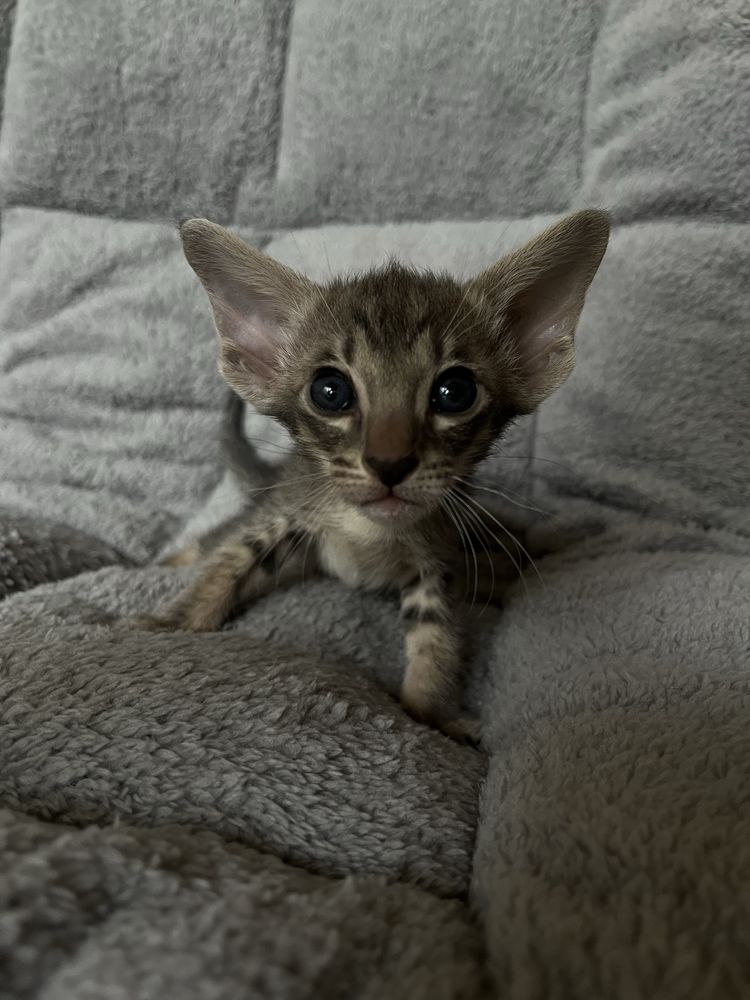 Ориентальные котята резерв