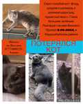 Потерялся кот!