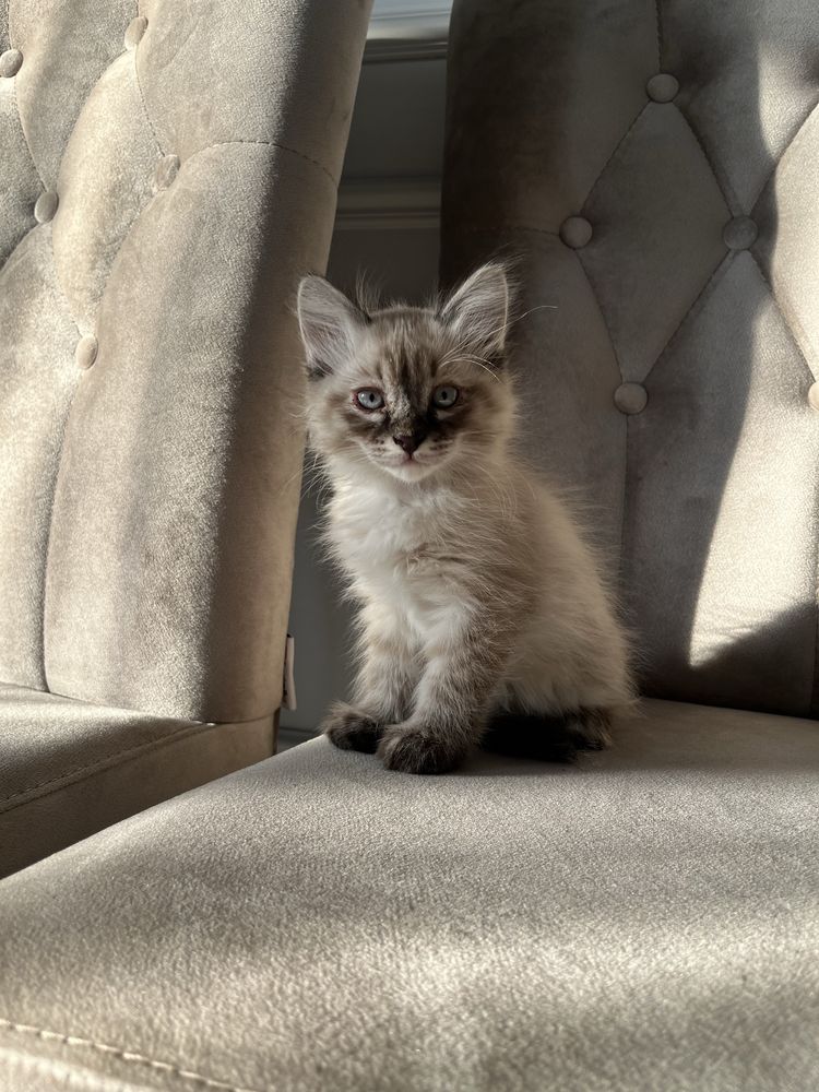 Кот породистый мальчик