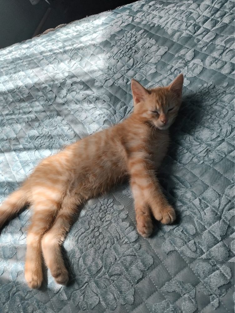 Отдам котят в хорошие руки!