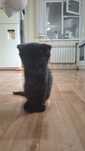 Отдам котёнок приучина лотку