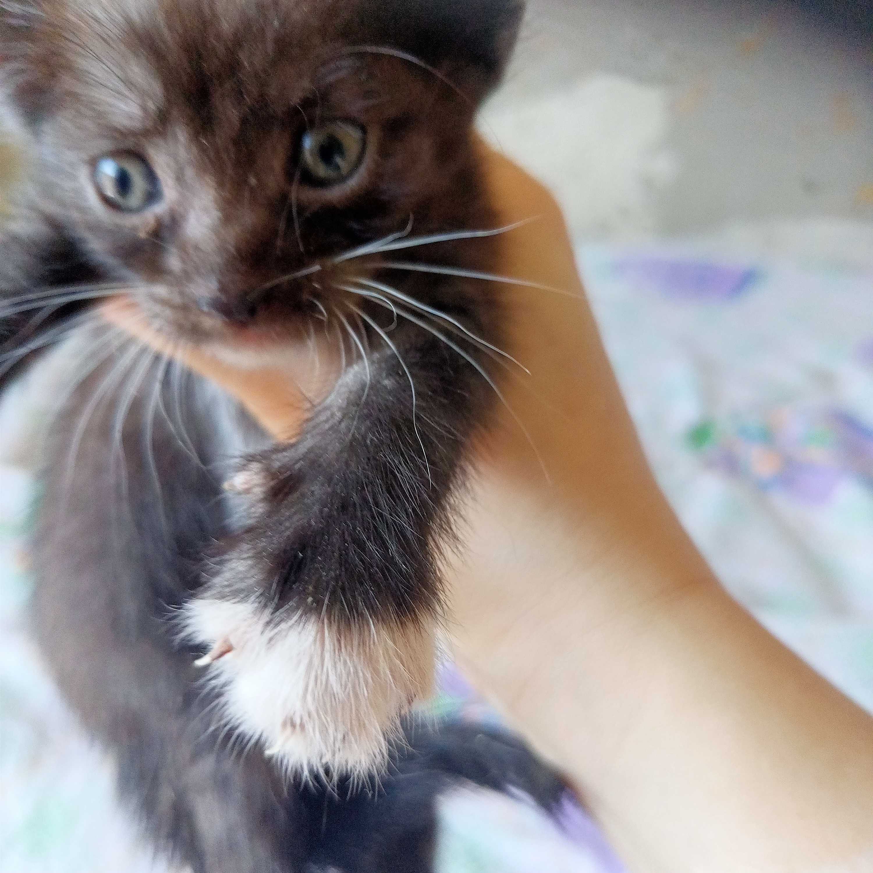 Отдам котят бесплатно