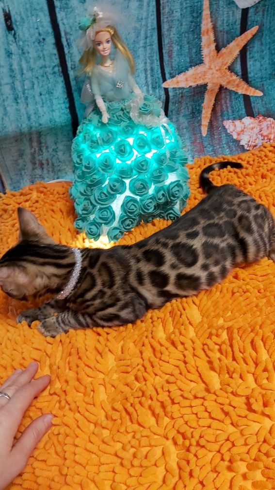Продаю БЕНГАЛЬСКИХ котят