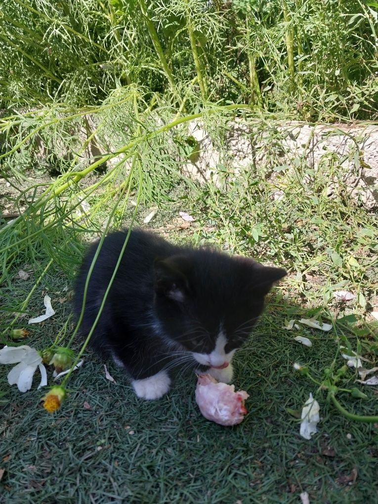 Одам даром Котят мышелов