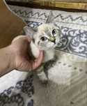 Котенок Сиамский