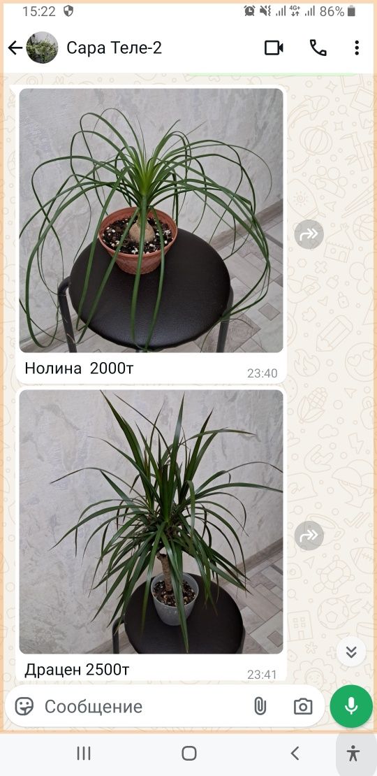 Продам комнатные цветы разных видов.