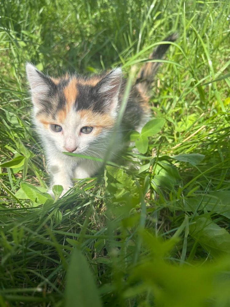 Отдам котят в добрые руки