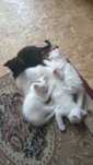 Отдам красивых котят