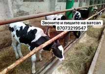Голштин бұзау арзан