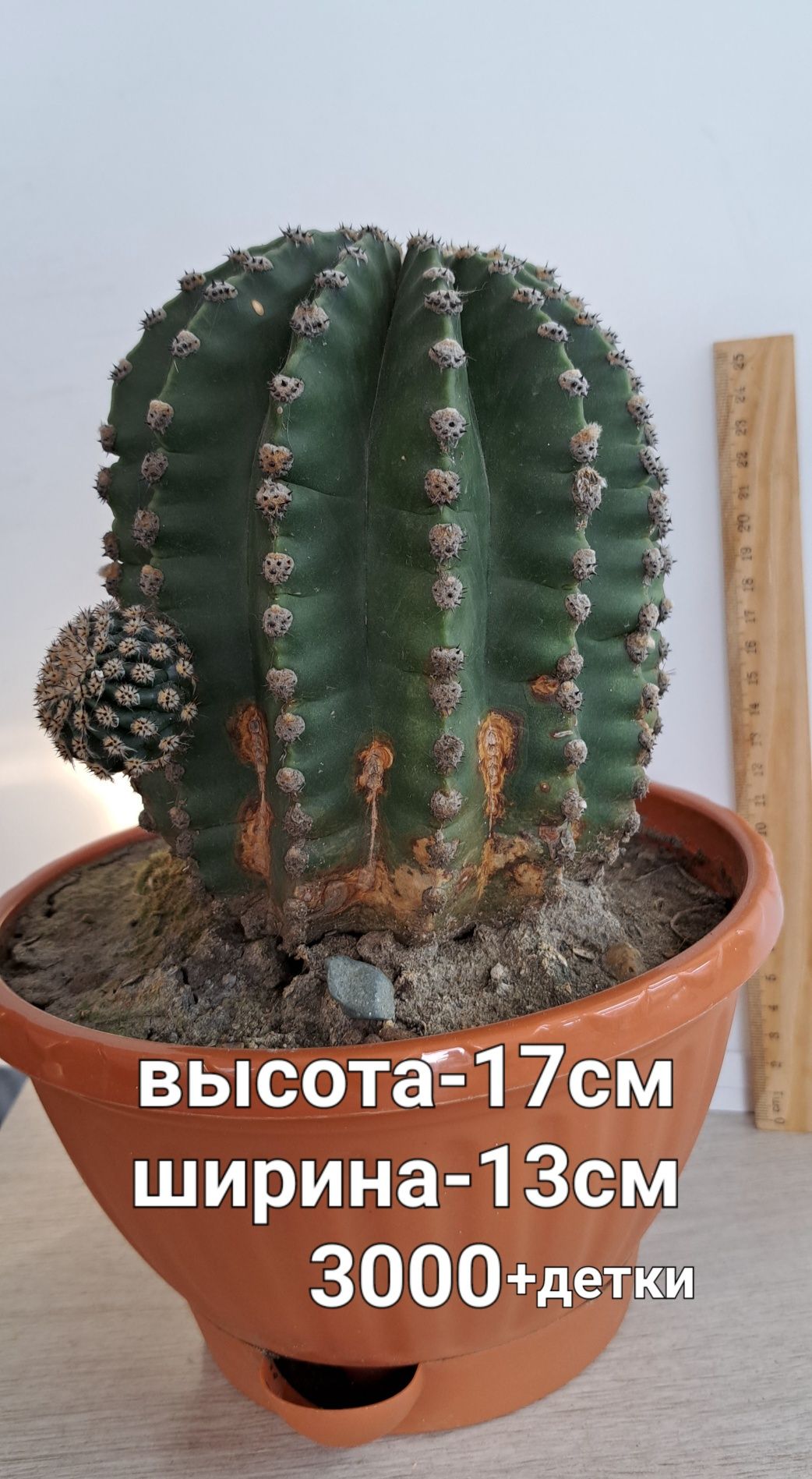 Распродажа кактусов(недорого)