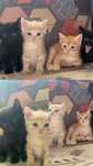 Отдам котят бесплатно