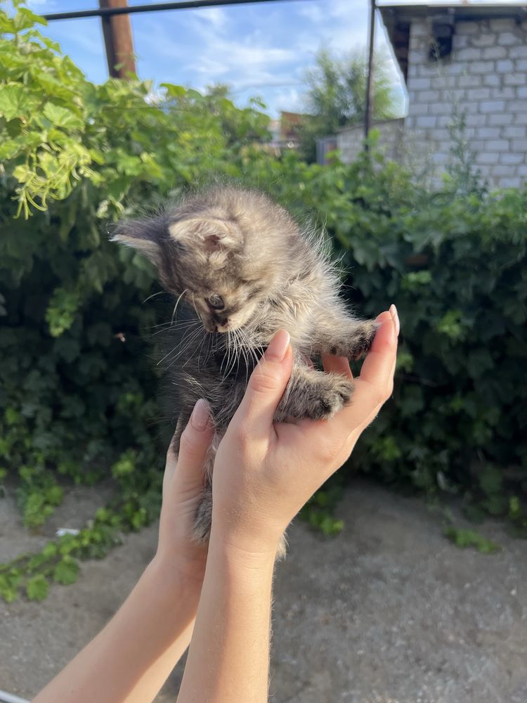 Отдам пушистых котят